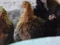 Pekin-Zwerg — Foto 1