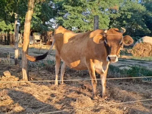 Cow, Jersey breed