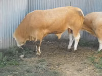 公牛, Blonde d’Aquitane cattle — 照片 6