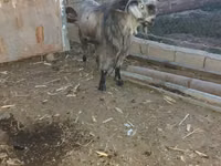 बकरा, Damask goat — फ़ोटो 1