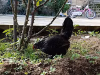Chickens — الصورة 3