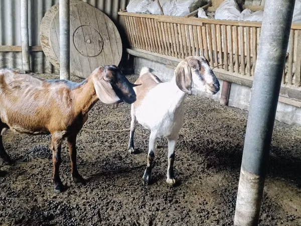 Ziege, Nubian Goat