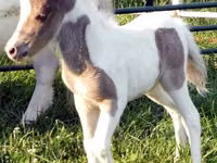 Horse (M), Miniature horse — photo 8