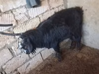 Billy Goat, Goats — photo 3