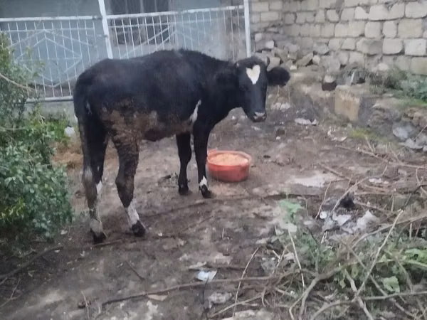 公牛, Cattle