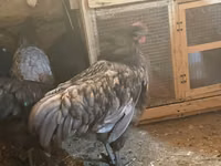 Chickens — الصورة 6