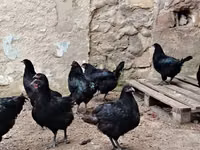 Chickens — photo 3