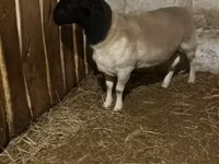 Schaf, Dorper sheep — Foto 1