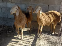 Widder, Arashan sheep — Foto 1
