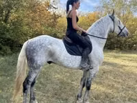 Hengst, Andalusian horse — Foto 8