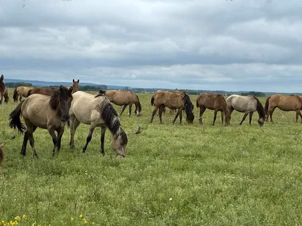 Pferde (Partie, Geschlecht nicht angegeben), Horse breed