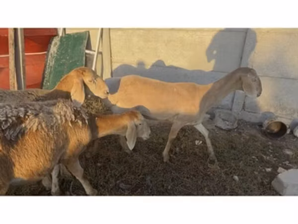 Schaf, Arashan sheep
