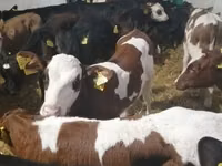 公牛, Cattle — 照片 3