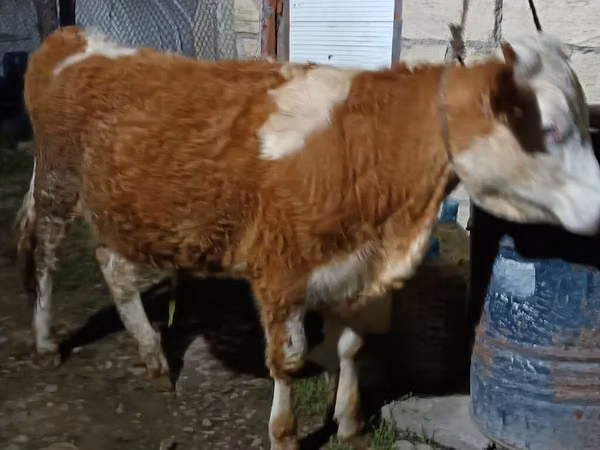 母牛, Simmental cattle