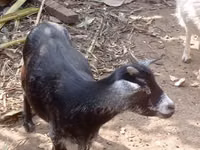 Goat, Goats — photo 5