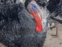 Turkeys — photo 3