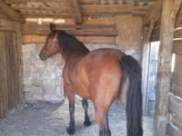 Mare, Međimurje horse — photo 2