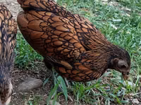 Sebright — foto 2