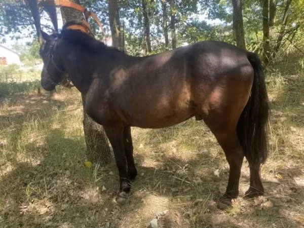 Horse (M), Indian half-bred