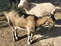 Billy Goat, Goats — photo 4