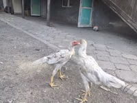 Shamo chickens — photo 3