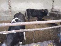 Bull, Karaku — photo 3