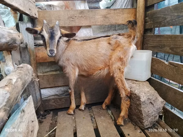 Goats (batch, sex not specified), Alpine goat