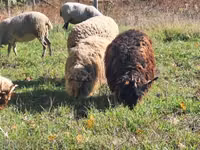 كبش, Racka sheep — الصورة 4