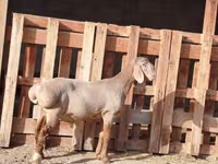 Carnero, Rhon sheep — foto 6