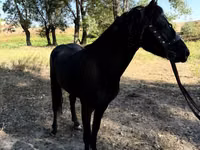 马匹（批次，未指定性别）, American shetland pony — 照片 6