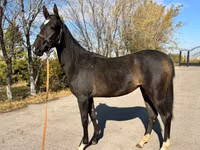 母马, Akhal-Teke — 照片 3