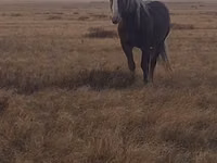 Hengst, Altai horse — Foto 5