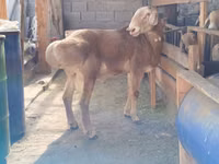 Ram, Arashan sheep — photo 2