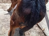 أبقار (دفعة، الجنس غير محدد), Simmental cattle — الصورة 5