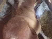 घोड़ी, Haflinger — फ़ोटो 1