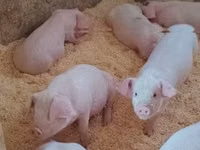 Schweine (Partie, Geschlecht nicht angegeben), Schweine — Foto 1