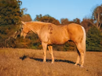 Hengst, Quarter Horse — Foto 5
