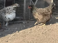 Czech Gold Brindled Hen — photo 2