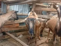 ماعز (دفعة، الجنس غير محدد), Alpine goat — الصورة 1