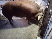 Schweine (Partie, Geschlecht nicht angegeben), Schweine — Foto 4
