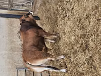 公牛, Partenaise cattle — 照片 4