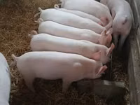 Schweine (Partie, Geschlecht nicht angegeben) — Foto 3