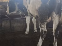 सांड, Simmental cattle — फ़ोटो 2