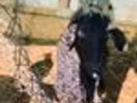 बकरा, बकरियाँ — फ़ोटो 7