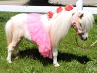 母马, Miniature horse — 照片 2