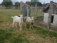 كبش, Merino sheep — الصورة 3