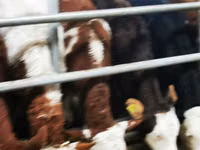 Rinder (Partie, Geschlecht nicht angegeben), Simmental cattle — Foto 6