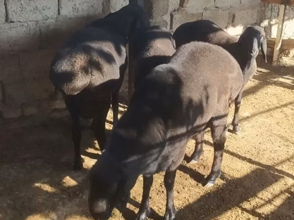 मेढ़ा, भेड़