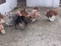 Turkeys — फ़ोटो 6