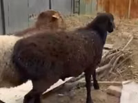 Ram, Sheep — photo 2